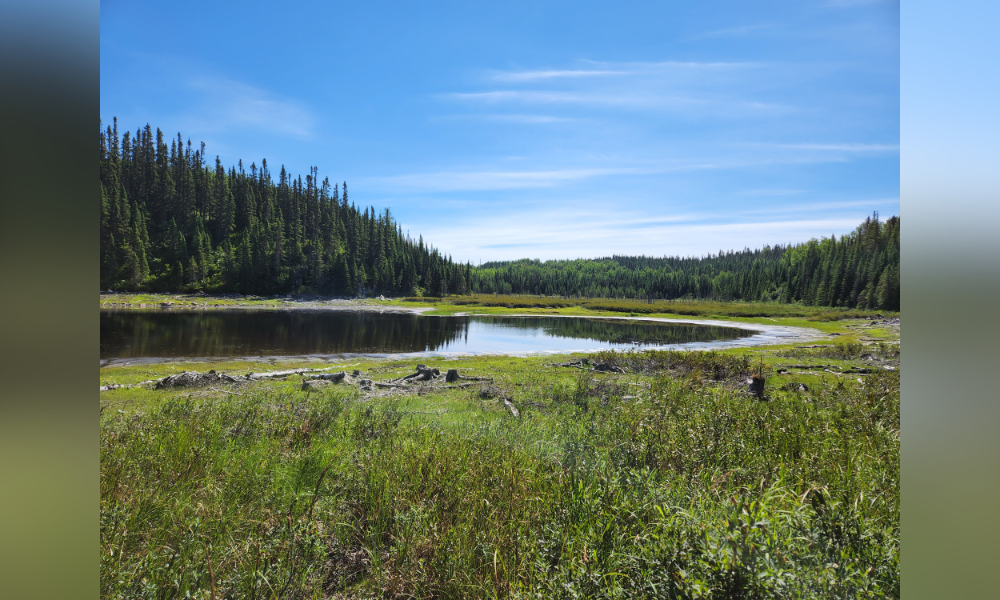 Un petit lac avec la forêt en arrière-plan